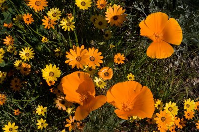 Gazanias with Poppies