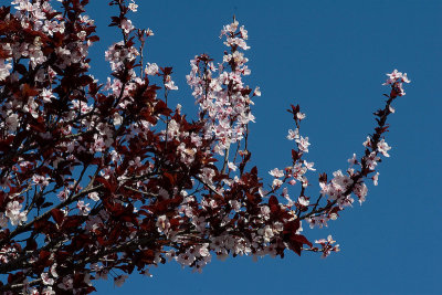 Flowering Cherry