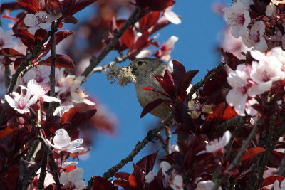 Flowering Cherry