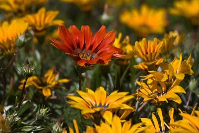 Multi-Colored Gazanias