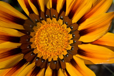 Gazanias