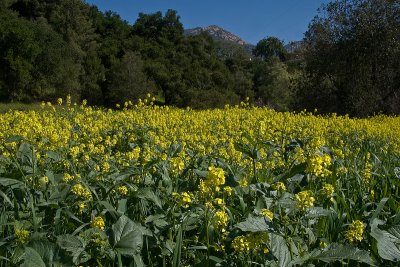 Spring Flowers