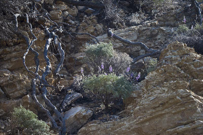 Lupins in the Rock