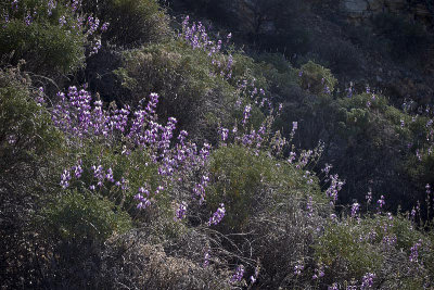 Lupins