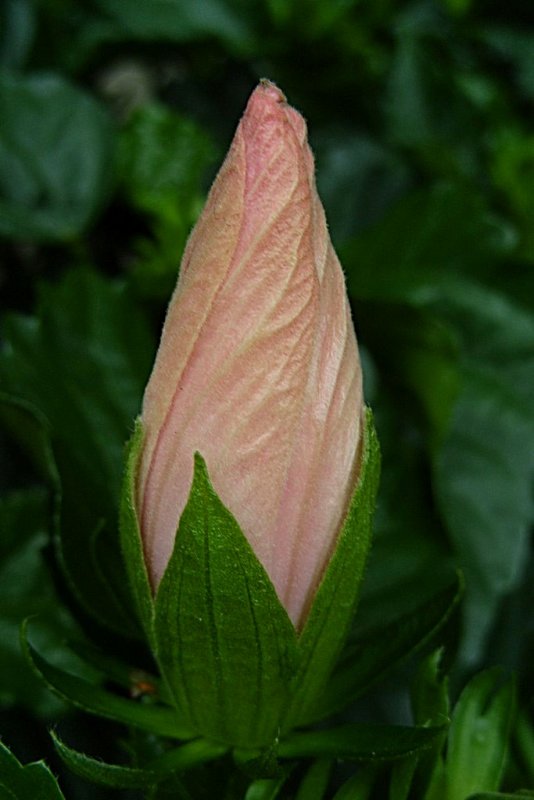 149 hibiscus bud.jpg