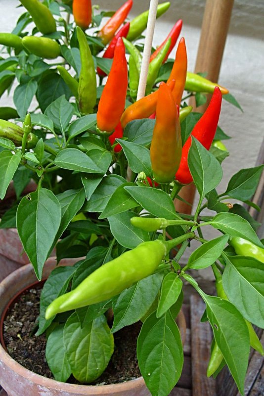 151 peppers.jpg