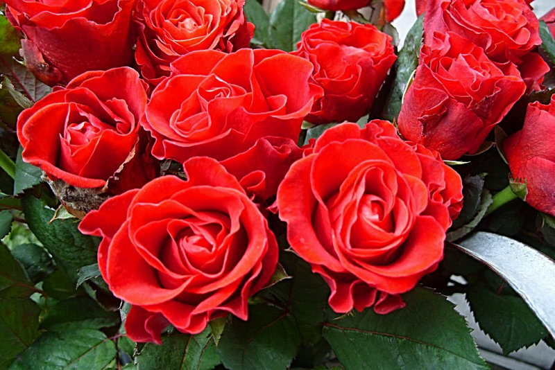 155 Swedish red roses.jpg