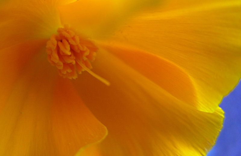 orange Califirnia poppy