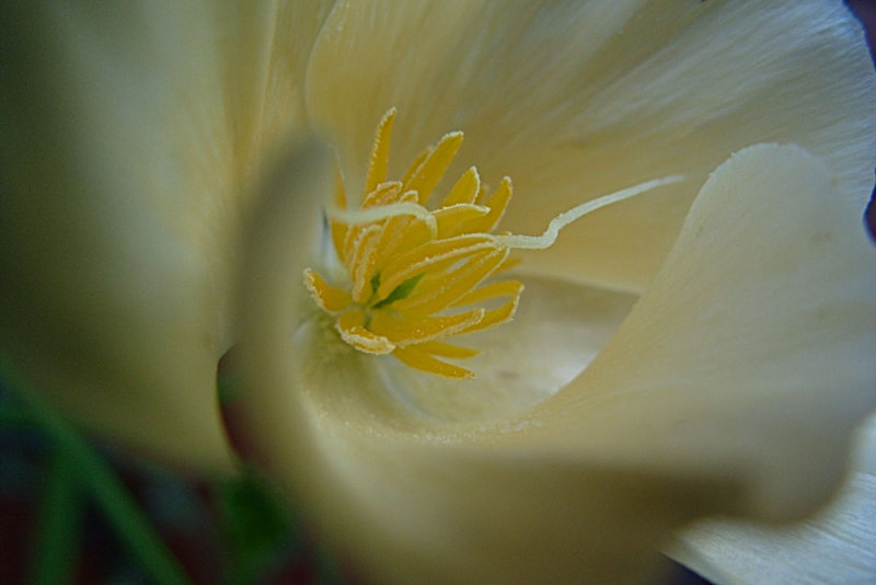 white California poppy