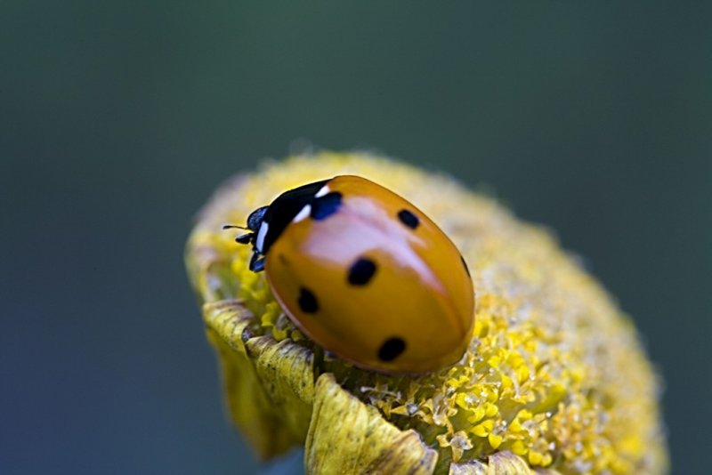  ladybird