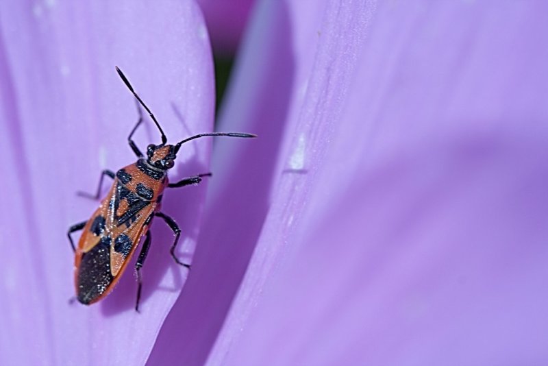 unusual beetle