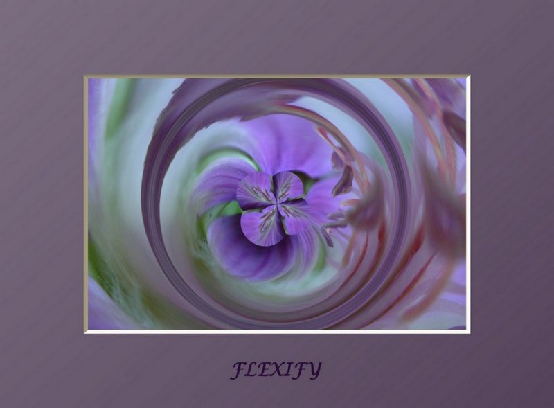 flexify 12.jpg