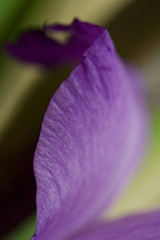 purple petal