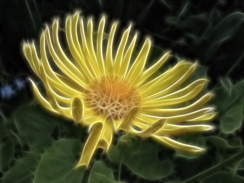 yellow Spring flower