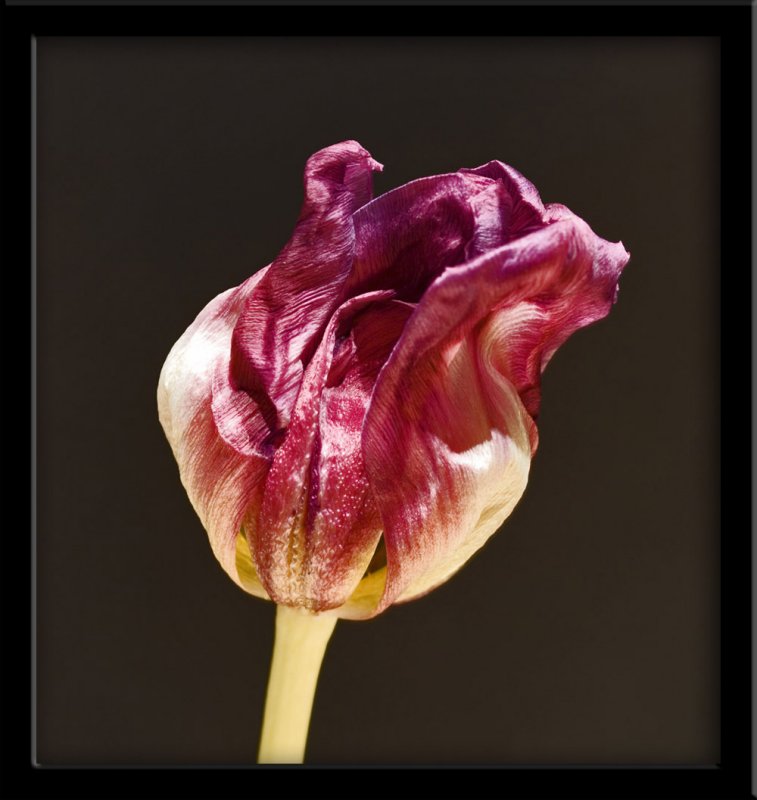 purple tulip 3