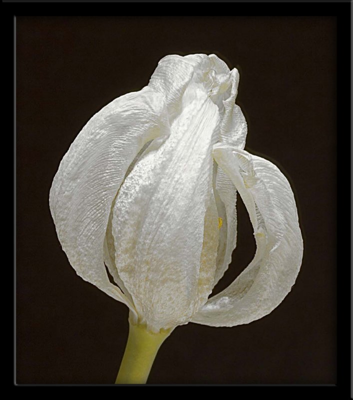 white tulip