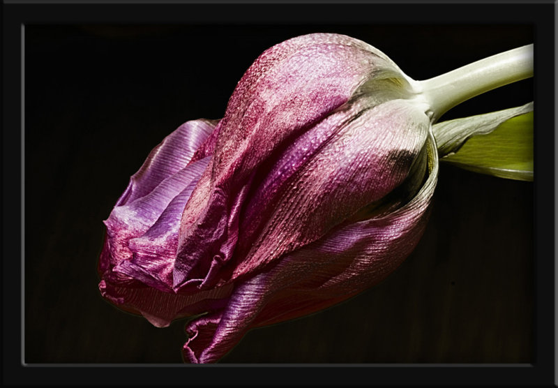 purple tulip 2
