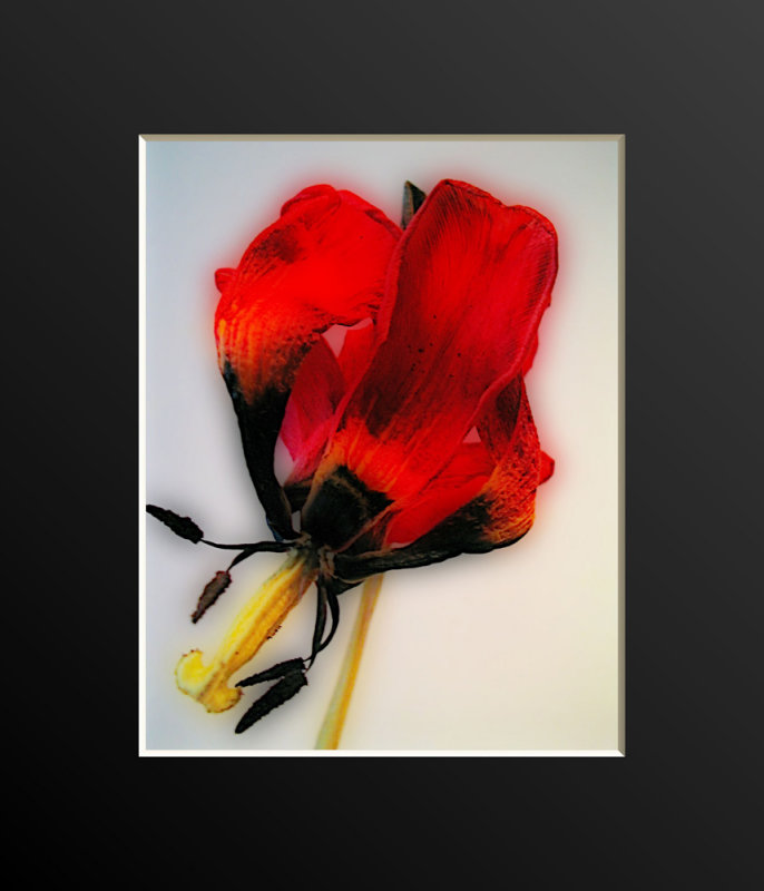 tulip in red