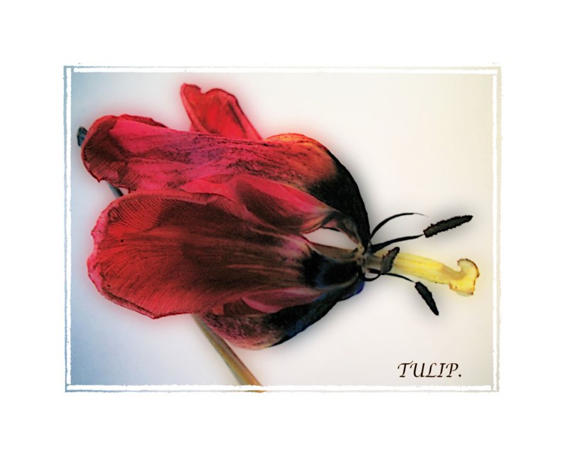 orton tulip