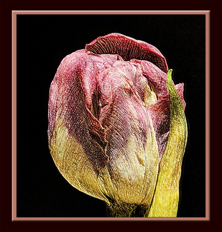 pink embossed tulip