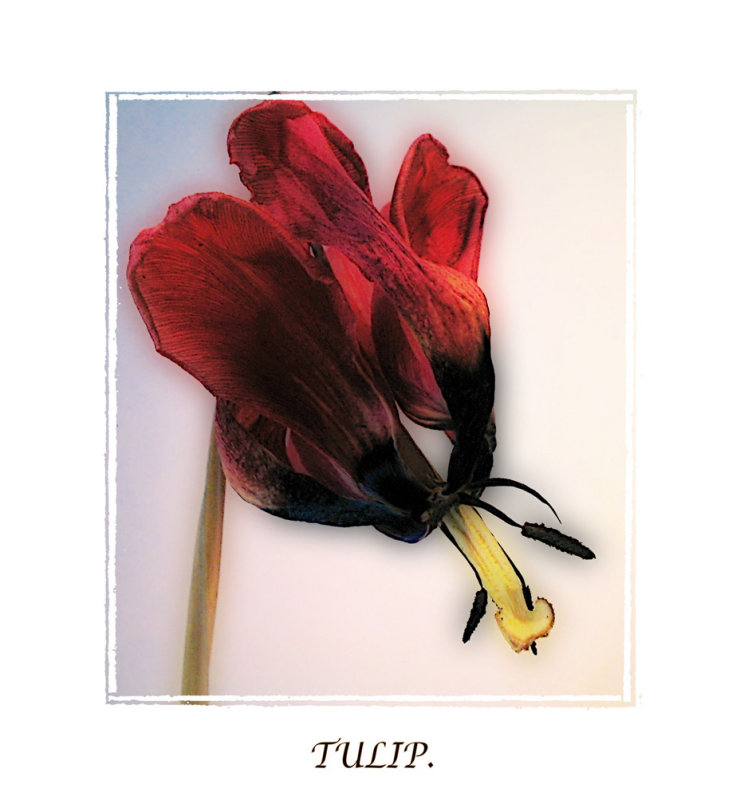 tulip orton effect