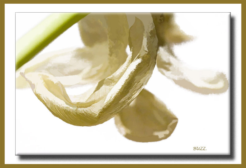 buzz tulip.jpg