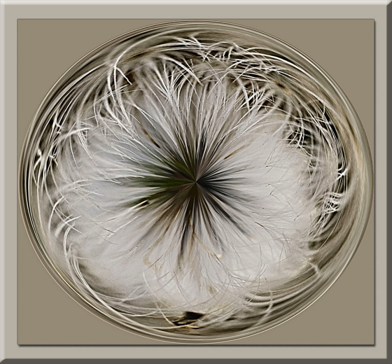 dandelion circle.jpg