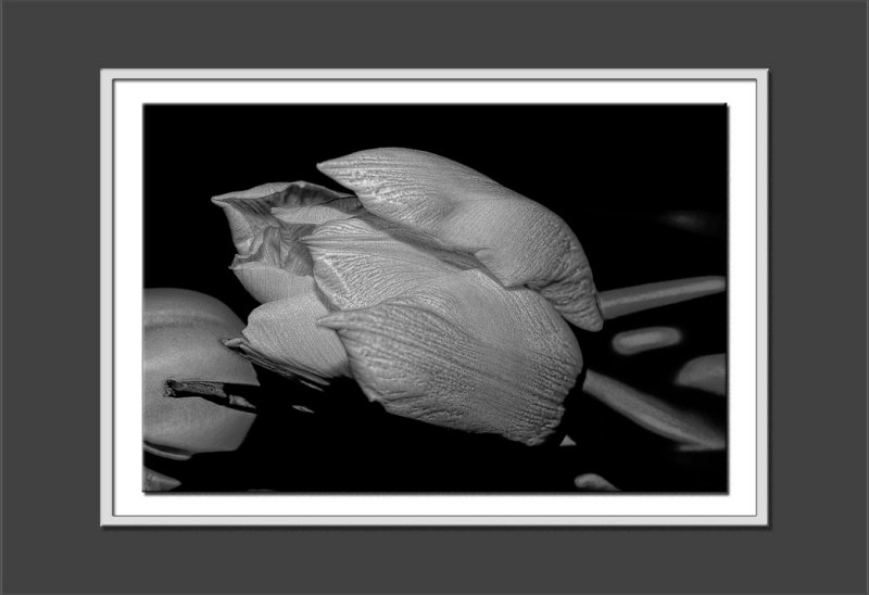 white tulip 2.jpg