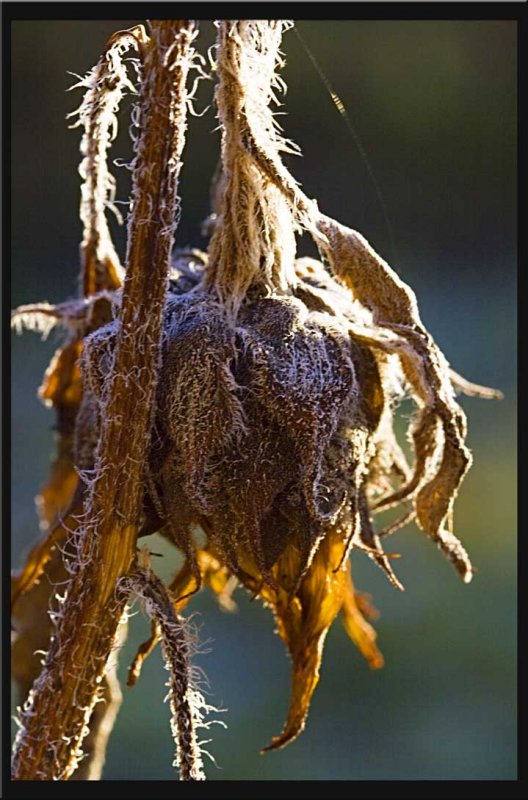 FADED SUNFLOWER.