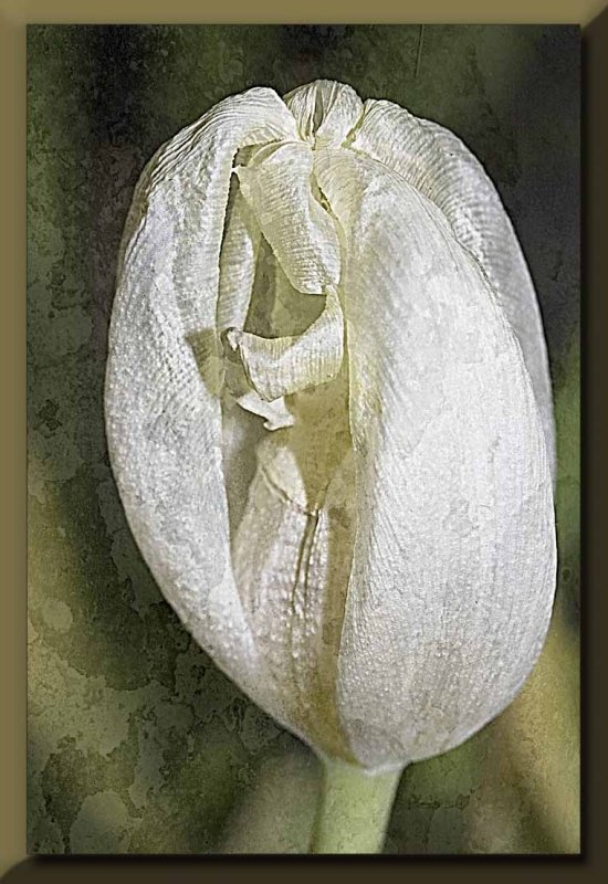 textured white tulip