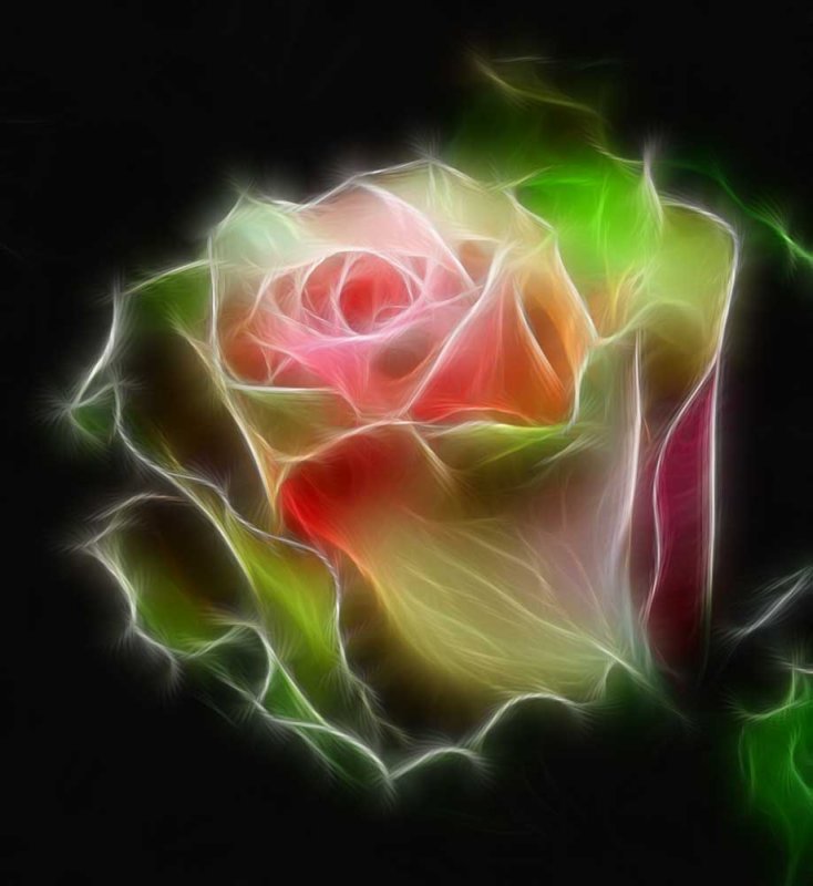 coninental rose