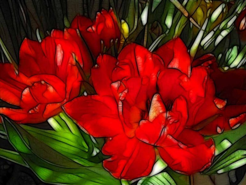 tulips in red
