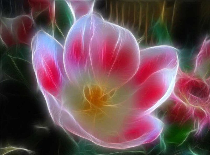 pink n white tulip