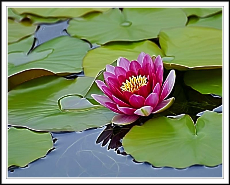 Walters water lily smudged in Photoshop