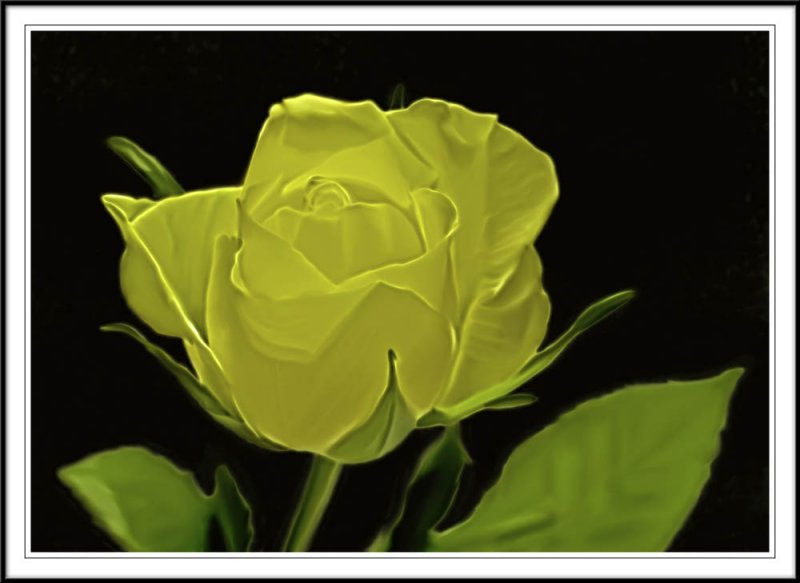 yellow rose smudged in Photoshop