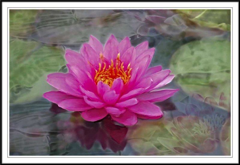 Walters water lily with fantasy background
