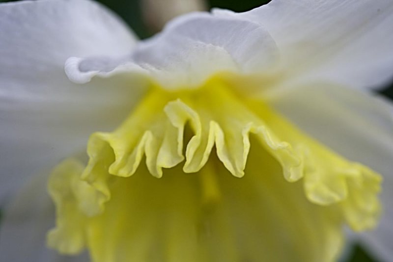 daffodil close up