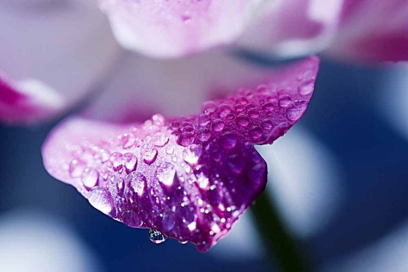 rain drops on petals