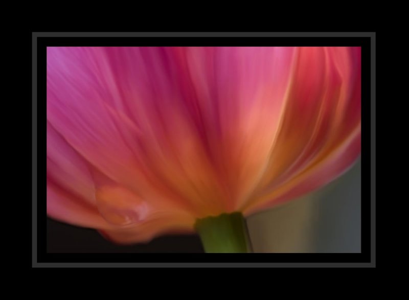 Up close tulip smudged in Photoshop.