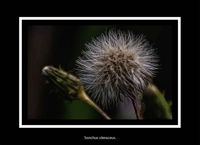 sow thistle