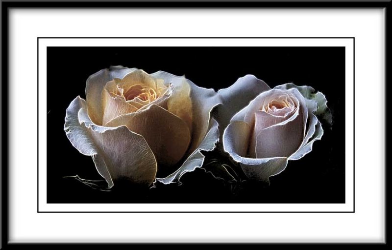 two pretty roses...
