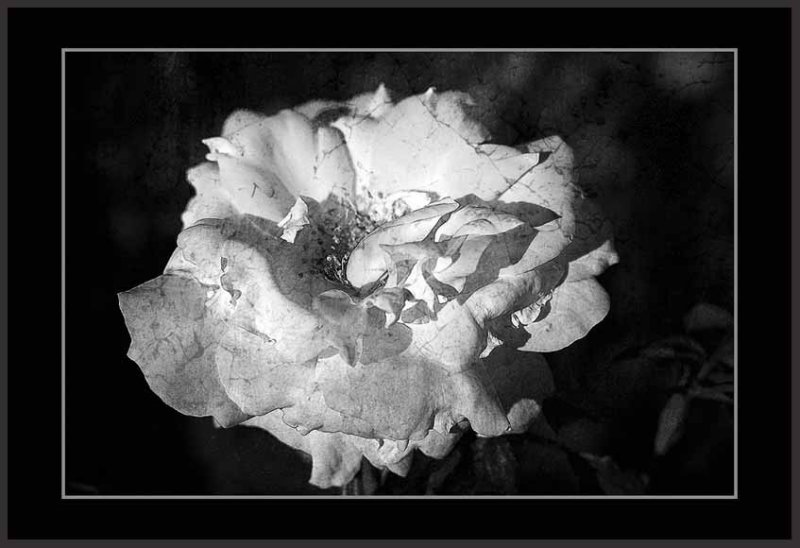 Fractalius plus a texture after a change to BW....