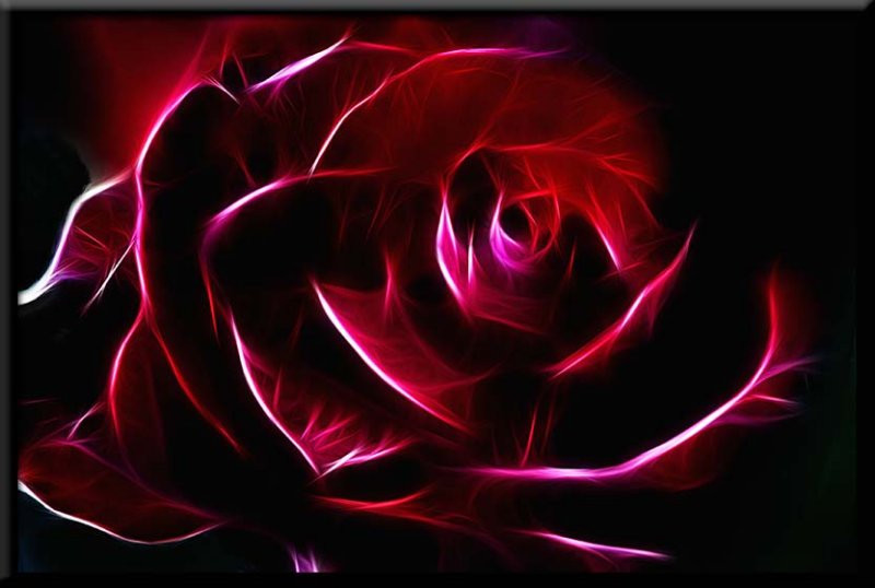 red rose...