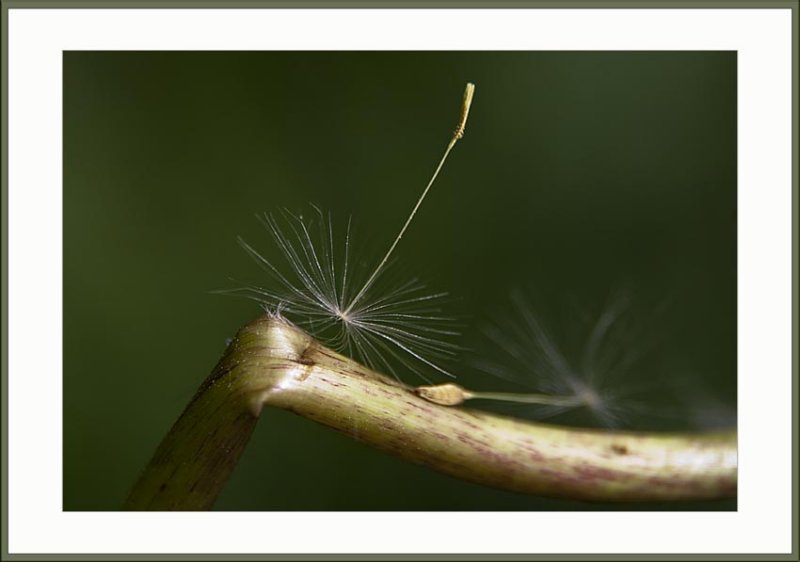 dandelion seedhead....