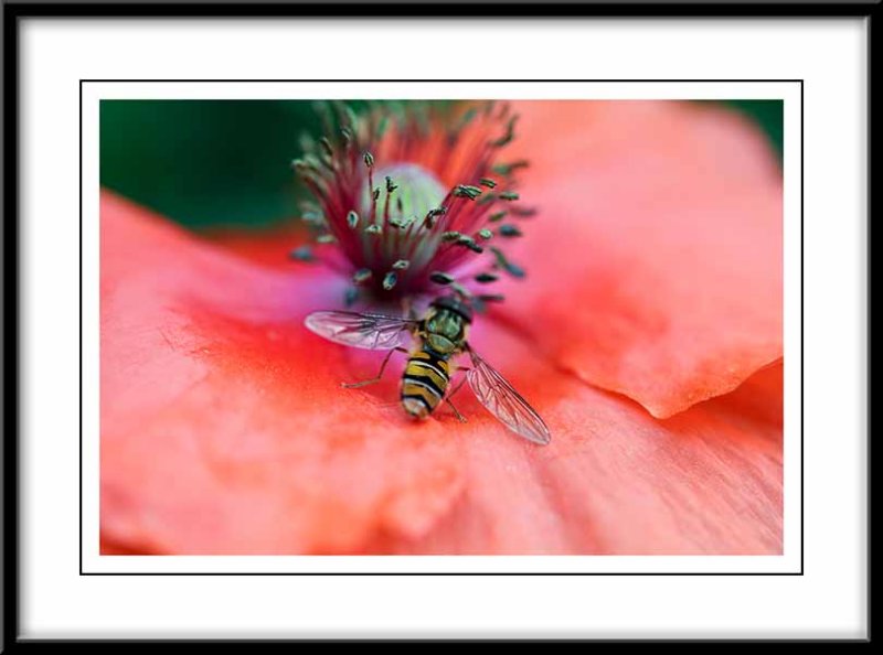 hover fly on a poppy....