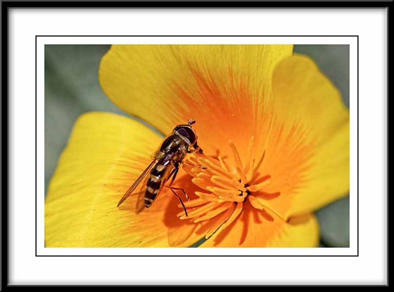 hover fly grazing on a Californian poppy....