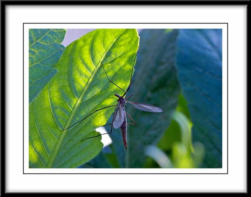 Order Diptera (True Flies) Species: Diptula (Common Crane-Fly or Leatherjacket)