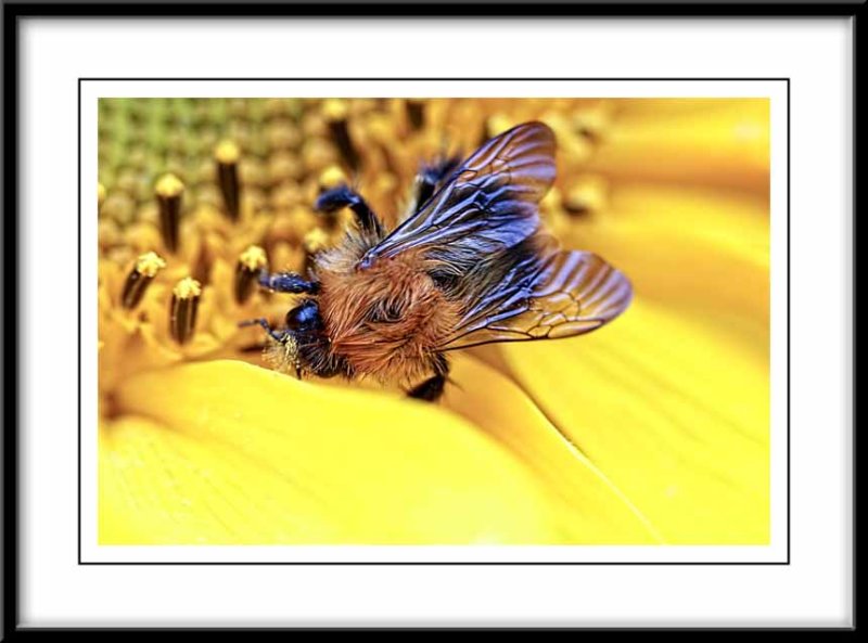 bee on a sunflower...