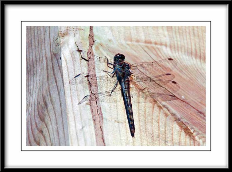  dragonfly....