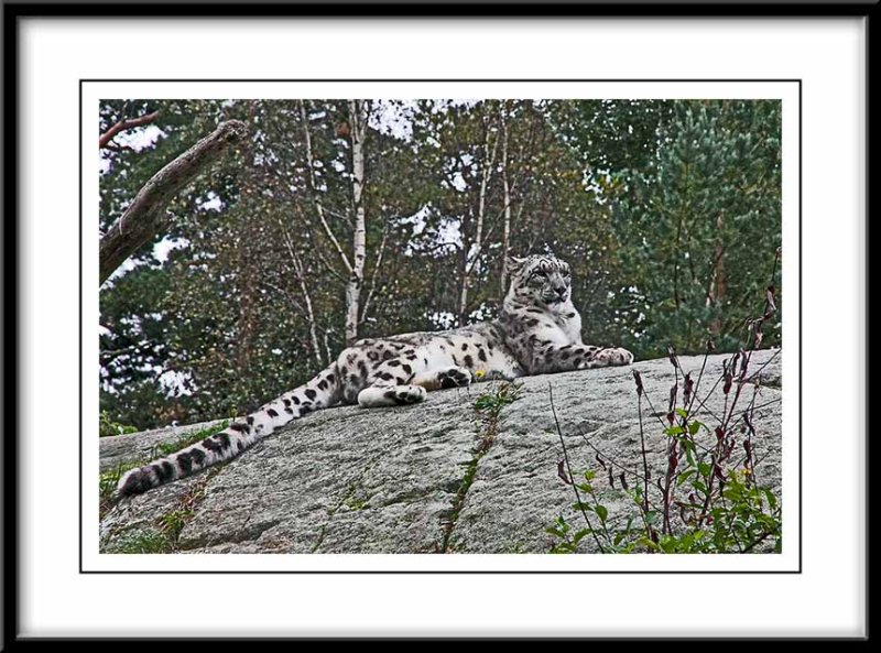 snow leopard...